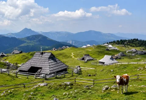 Shepherd huts and a cow on an alpine plateau
