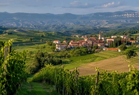 Vineyards and a village on the rolling country inland from the coast