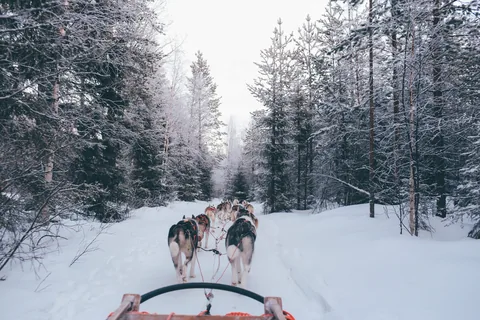 A husky team seen from the sled on a frosted forest track.