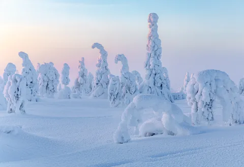 Candle spruces buried under crown snow on Riisitunturi.