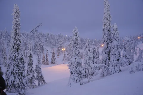 Snow-loaded spruces beside a piste on the Ruka fell.